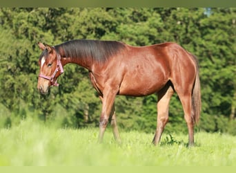 Caballo cuarto de milla, Yegua, 1 año, 141 cm, Castaño