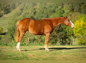 Caballo cuarto de milla, Yegua, 1 año, 142 cm, Alazán-tostado