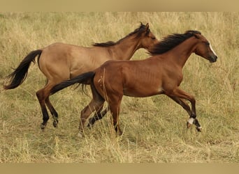Caballo cuarto de milla, Yegua, 1 año, 142 cm, Castaño