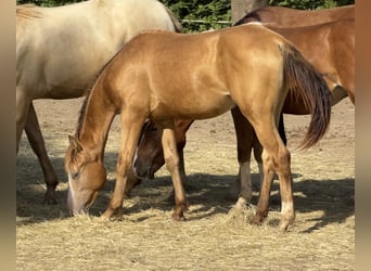 Caballo cuarto de milla, Yegua, 1 año, 143 cm, Champán