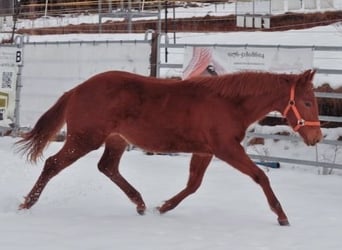 Caballo cuarto de milla, Yegua, 1 año, 144 cm, Alazán