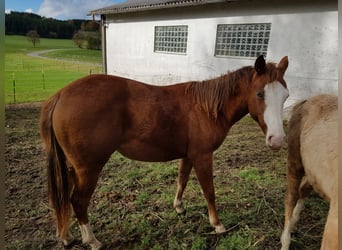 Caballo cuarto de milla, Yegua, 1 año, 145 cm, Alazán-tostado