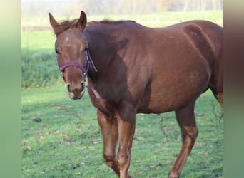 Caballo cuarto de milla, Yegua, 1 año, 145 cm, Alazán-tostado