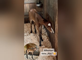 Caballo cuarto de milla, Yegua, 1 año, 145 cm, Castaño
