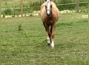 Caballo cuarto de milla, Yegua, 1 año, 145 cm, Palomino