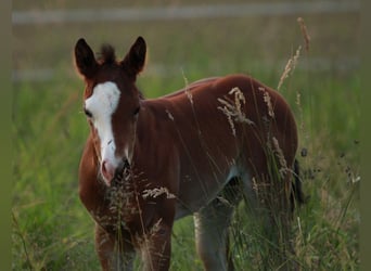 Caballo cuarto de milla, Yegua, 1 año, 146 cm, Castaño