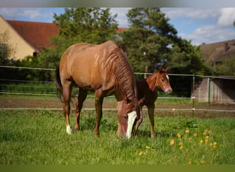 Caballo cuarto de milla, Yegua, 1 año, 147 cm, Alazán-tostado