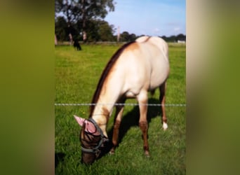 Caballo cuarto de milla, Yegua, 1 año, 147 cm, Champán