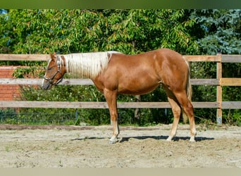 Caballo cuarto de milla, Yegua, 1 año, 148 cm, Alazán