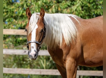 Caballo cuarto de milla, Yegua, 1 año, 148 cm, Alazán