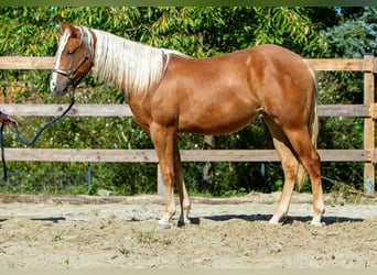 Caballo cuarto de milla, Yegua, 1 año, 148 cm, Alazán