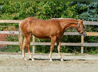 Caballo cuarto de milla, Yegua, 1 año, 148 cm, Alazán