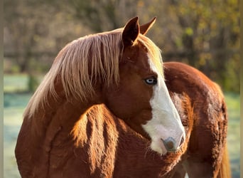Caballo cuarto de milla, Yegua, 1 año, 148 cm, Alazán