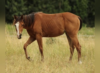 Caballo cuarto de milla, Yegua, 1 año, 148 cm, Castaño