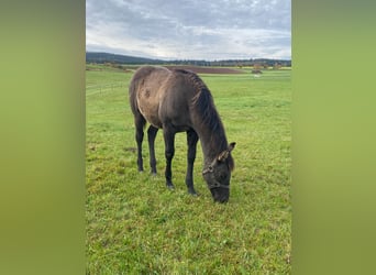 Caballo cuarto de milla, Yegua, 1 año, 148 cm, Grullo