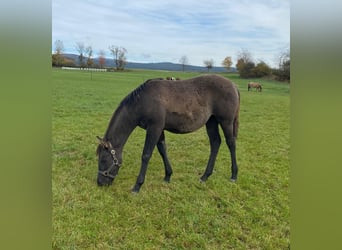 Caballo cuarto de milla, Yegua, 1 año, 148 cm, Grullo