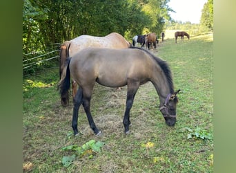 Caballo cuarto de milla, Yegua, 1 año, 148 cm, Grullo