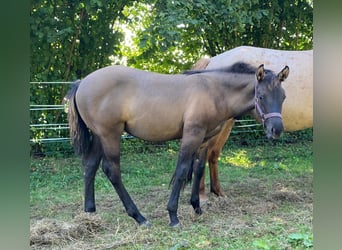 Caballo cuarto de milla, Yegua, 1 año, 148 cm, Grullo