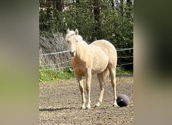 Caballo cuarto de milla, Yegua, 1 año, 148 cm, Palomino