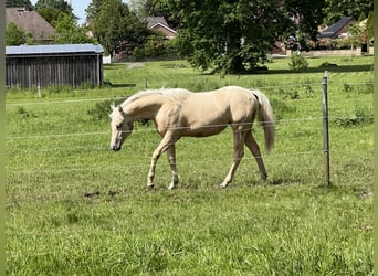 Caballo cuarto de milla, Yegua, 1 año, 148 cm, Palomino