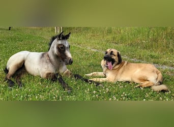 Caballo cuarto de milla, Yegua, 1 año, 148 cm, Tordo