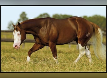 Caballo cuarto de milla, Yegua, 1 año, 149 cm, Bayo