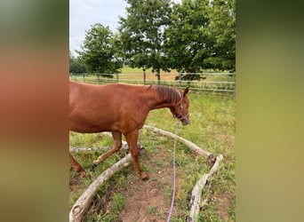 Caballo cuarto de milla, Yegua, 1 año, 150 cm, Alazán