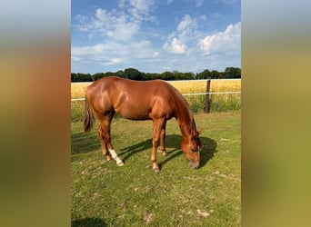 Caballo cuarto de milla, Yegua, 1 año, 150 cm, Alazán