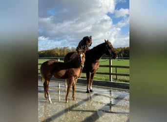 Caballo cuarto de milla, Yegua, 1 año, 150 cm, Alazán