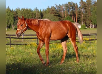 Caballo cuarto de milla, Yegua, 1 año, 150 cm, Alazán