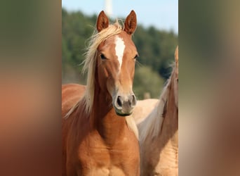 Caballo cuarto de milla, Yegua, 1 año, 150 cm, Alazán