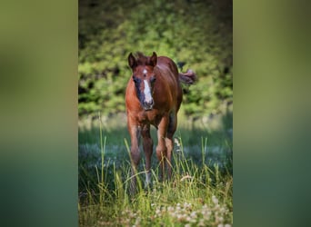 Caballo cuarto de milla, Yegua, 1 año, 150 cm, Alazán-tostado
