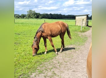 Caballo cuarto de milla, Yegua, 1 año, 150 cm, Alazán-tostado