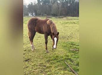 Caballo cuarto de milla, Yegua, 1 año, 150 cm, Alazán-tostado