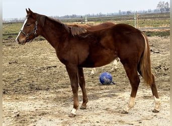 Caballo cuarto de milla, Yegua, 1 año, 150 cm, Alazán-tostado