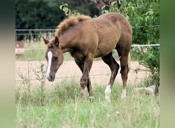 Caballo cuarto de milla, Yegua, 1 año, 150 cm, Alazán-tostado