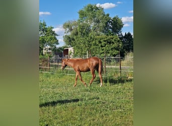 Caballo cuarto de milla, Yegua, 1 año, 150 cm, Alazán