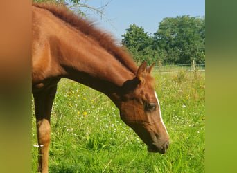 Caballo cuarto de milla, Yegua, 1 año, 150 cm, Alazán