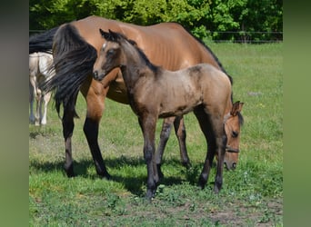 Caballo cuarto de milla, Yegua, 1 año, 150 cm, Buckskin/Bayo