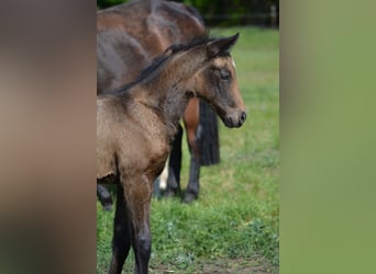 Caballo cuarto de milla, Yegua, 1 año, 150 cm, Buckskin/Bayo