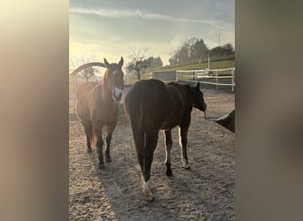 Caballo cuarto de milla, Yegua, 1 año, 150 cm, Castaño oscuro