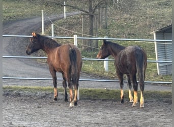 Caballo cuarto de milla, Yegua, 1 año, 150 cm, Castaño oscuro