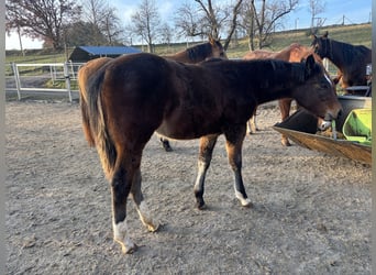 Caballo cuarto de milla, Yegua, 1 año, 150 cm, Castaño oscuro