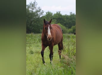 Caballo cuarto de milla, Yegua, 1 año, 150 cm, Castaño