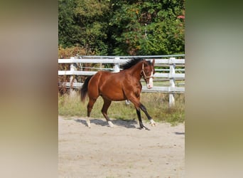 Caballo cuarto de milla, Yegua, 1 año, 150 cm, Castaño