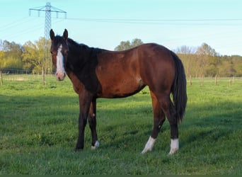 Caballo cuarto de milla, Yegua, 1 año, 150 cm, Castaño