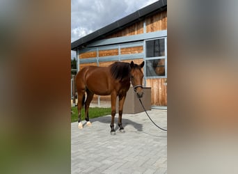 Caballo cuarto de milla, Yegua, 1 año, 150 cm, Castaño
