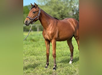 Caballo cuarto de milla, Yegua, 1 año, 150 cm, Castaño