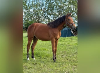Caballo cuarto de milla, Yegua, 1 año, 150 cm, Castaño