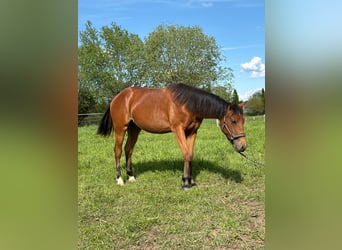 Caballo cuarto de milla, Yegua, 1 año, 150 cm, Castaño
